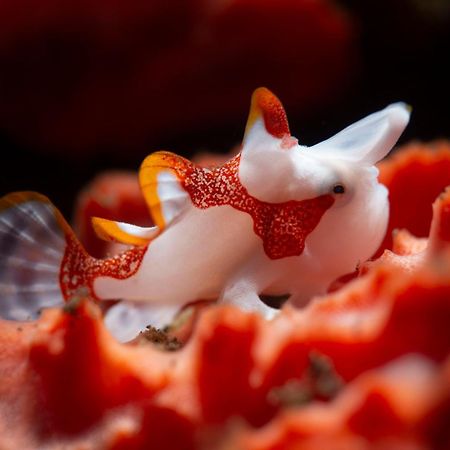 Palm Springs Bali Dive Resort Tulamben Buitenkant foto