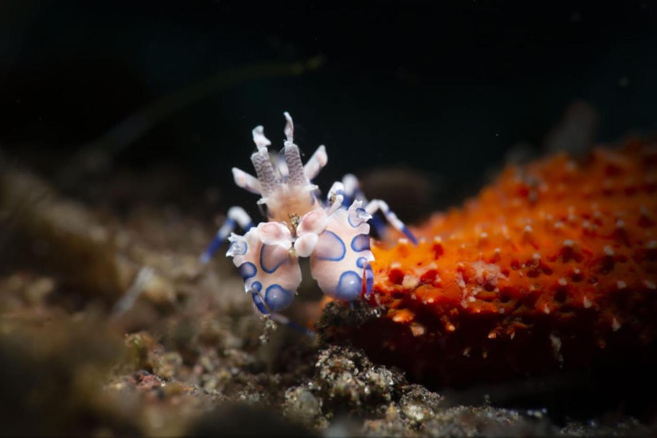 Palm Springs Bali Dive Resort Tulamben Buitenkant foto
